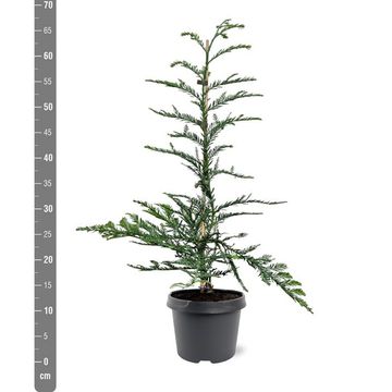 Sequoia sempervirens 'Steel Blue'
