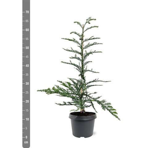 Sequoia sempervirens 'Steel Blue'