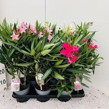 Nerium oleander