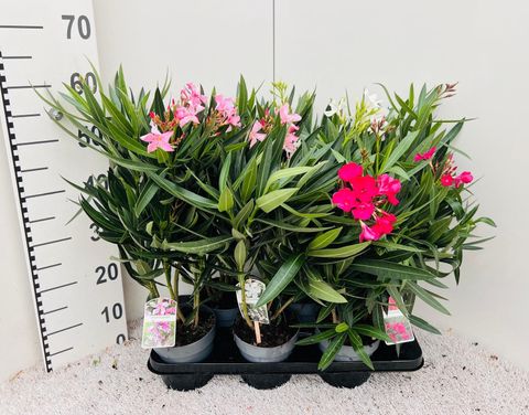 Nerium oleander