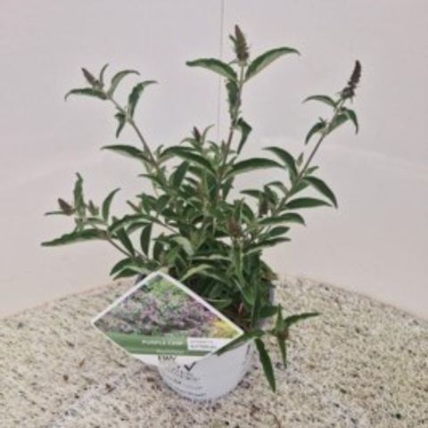 Buddleja ПЕРПЛ ЧИП