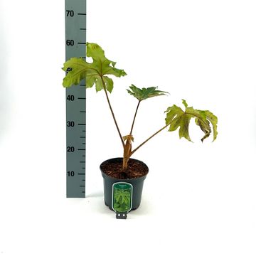 Tetrapanax papyrifer 'Rex'