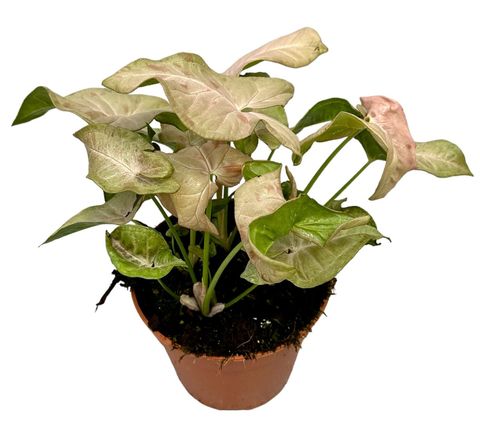 Syngonium 'Pink Spot'