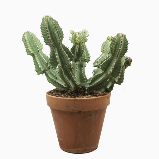 Euphorbia cooperi