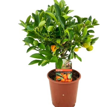 Citrus x microcarpa