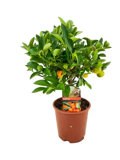 Citrus x microcarpa