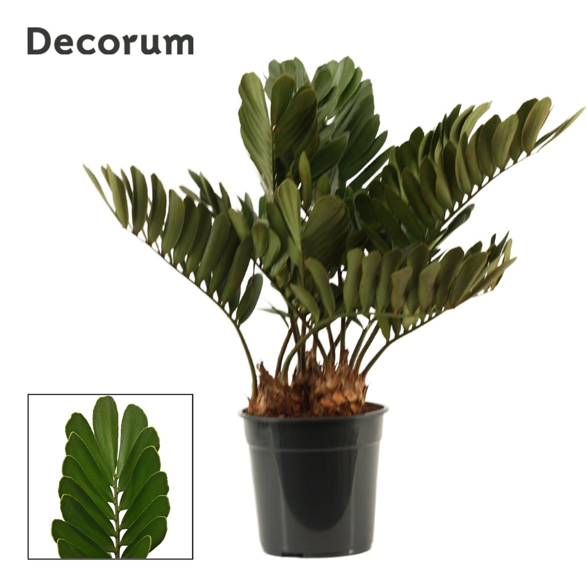 Zamia furfuracea — Plant Wholesale FlorAccess