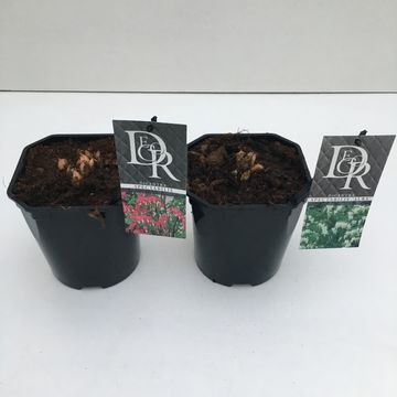 Dicentra spectabilis MIX