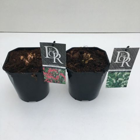 Dicentra spectabilis MIX