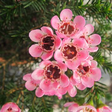 Chamelaucium 'Sarah's Delight'