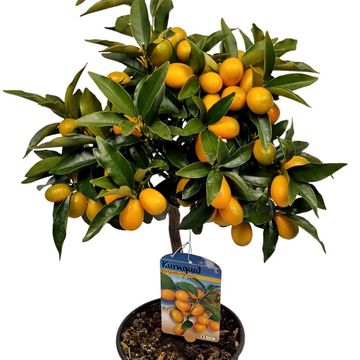 Citrus japonica