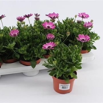 Osteospermum MARGARITA PINK FLARE