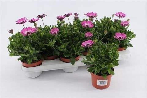 Osteospermum MARGARITA PINK FLARE