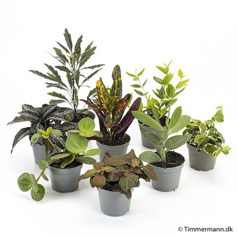 Houseplants MIX