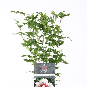 Hibiscus syriacus STARBURST CHIFFON