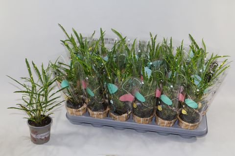 Codiaeum variegatum 'Pictum'