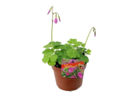 Oxalis bowiei 'Amarantha'