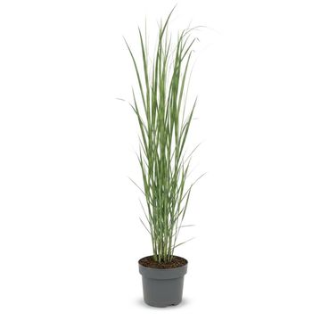 Panicum virgatum 'Northwind'