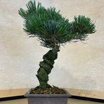 Pinus parviflora