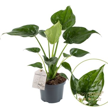 Alocasia cucullata