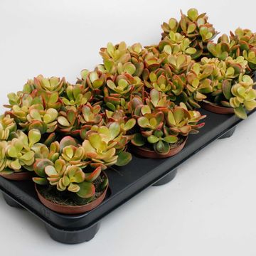 Crassula ovata 'Indian Summer'