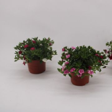 Calibrachoa CALLIE MIX IN POT
