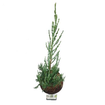Juniperus scopulorum 'Blue Arrow'