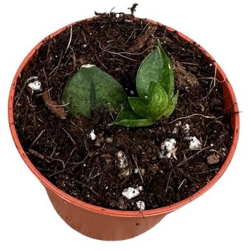 Sansevieria 'Pyramid'