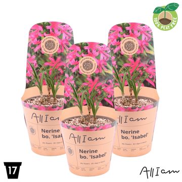Nerine 'Isabel'