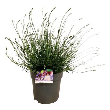 Lavandula x intermedia PHENOMENAL