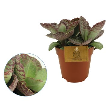 Kalanchoe humilis DESERT SURPRISE