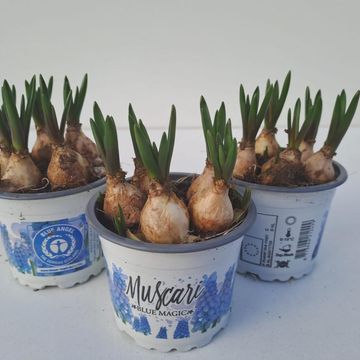 Muscari 'Blue Magic'