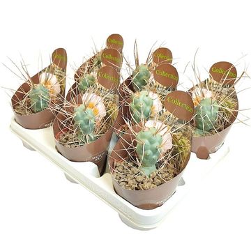 Tephrocactus aoracanthus