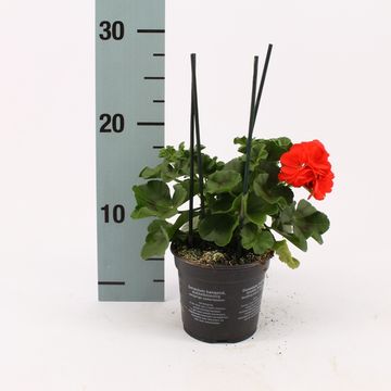 Pelargonium ROYAL FIRE