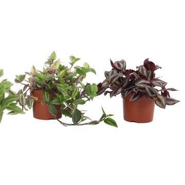 Tradescantia MIX