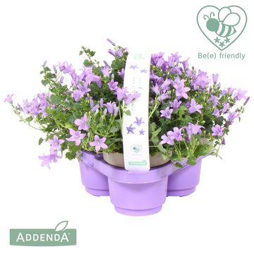 Campanula portenschlagiana 'Ambella Lavender'