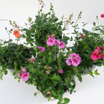 Diascia barberae