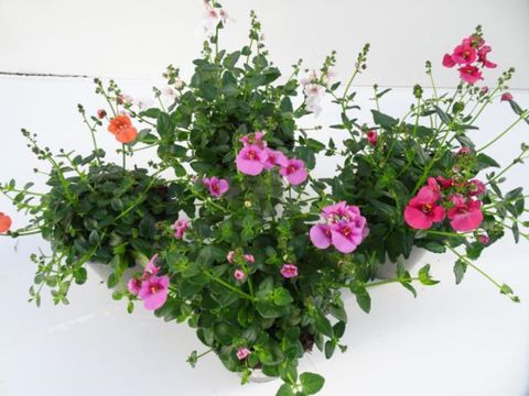 Diascia barberae