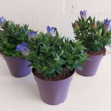 Gentiana scabra ROCKY DIAMOND BLUE HEART
