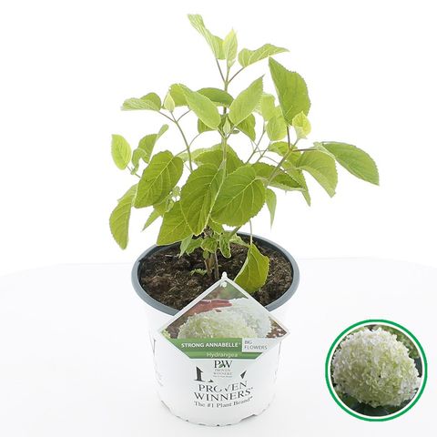 Hydrangea arborescens STRONG ANNABELLE / INCREDIBALL (De Jong Plant)