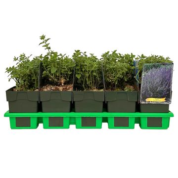 Nepeta 'Six Hills Giant'