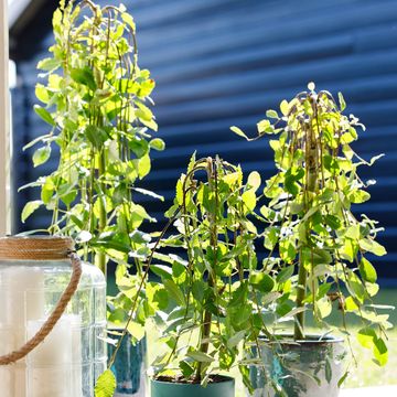 Ива caprea 'Килмарнок'