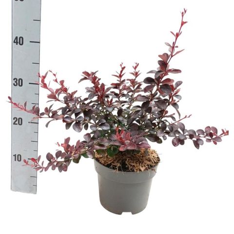 Berberis thunbergii 'Дартс Ред Леди'