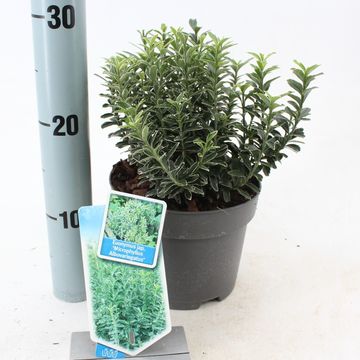 Euonymus japonicus 'Microphyllus Albovariegatus'