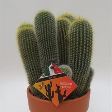 Eriocactus leninghausii