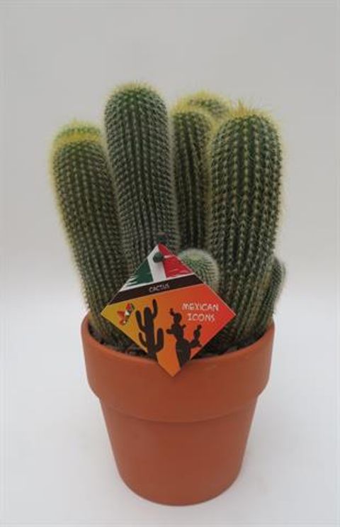 Eriocactus leninghausii