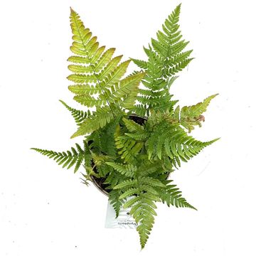 Dryopteris erythrosora prolifica