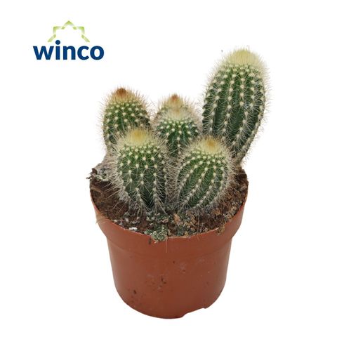 Pilosocereus chrysostele