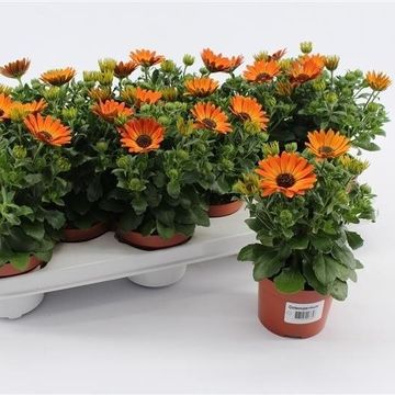 Osteospermum GGG SUMMER DAISY'S ALEXANDER