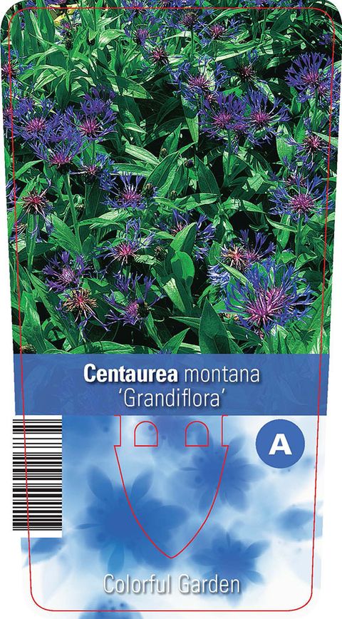 Centaurea montana 'Grandiflora'